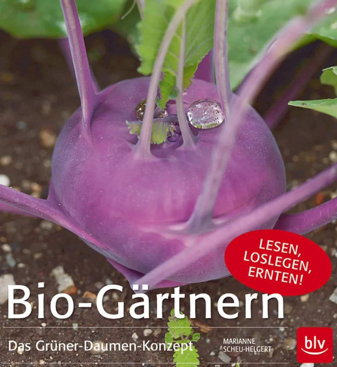 Best Waschbär Bio-Gärtnern. Das Grüner-Daumen-Konzept.