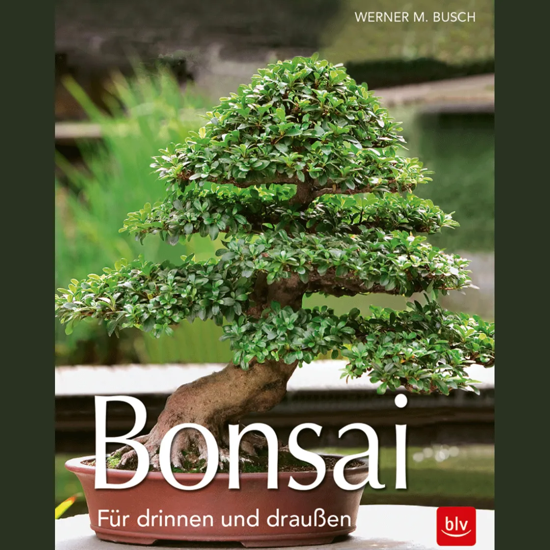 Discount Waschbär Bonsai. Für drinnen und draußen.
