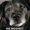 Hot Waschbär Die Weisheit alter Hunde. Gelassen sein, erkennen, was wirklich zählt. Was wir von grauen Schnauzen über das Leben lernen können.