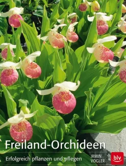Sale Waschbär Freiland-Orchideen. Erfolgreich pflanzen und pflegen.