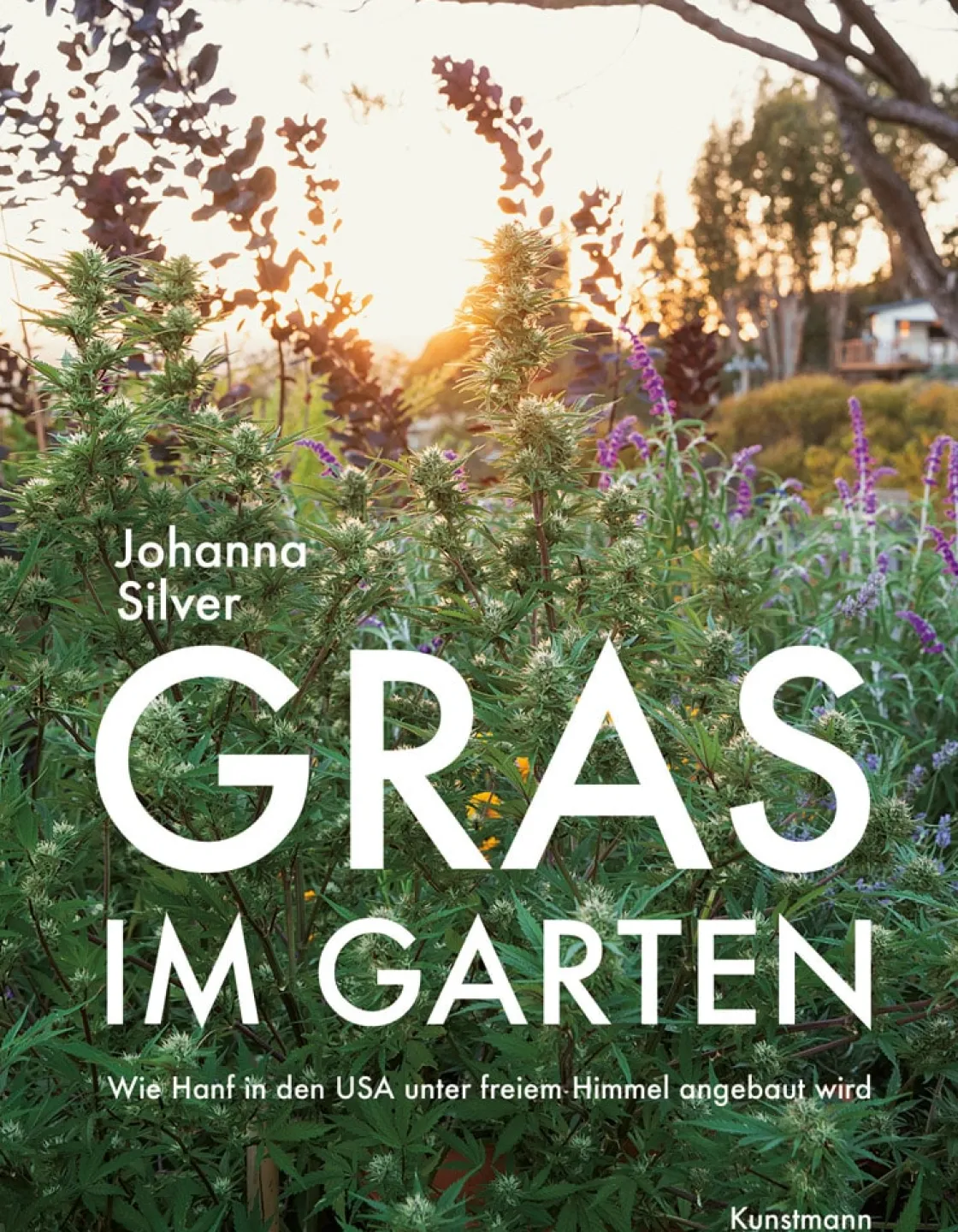 New Waschbär Gras im Garten. Wie Hanf in den USA unter freiem Himmel angebaut wird.