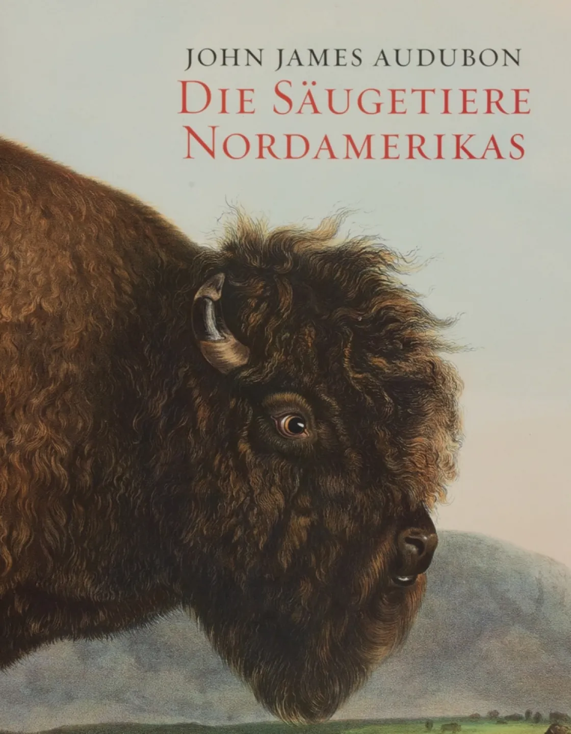 Waschbär John J. Audubon. Die Säugetiere Nordamerikas.