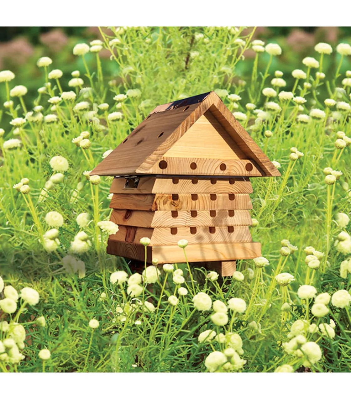 Clearance Waschbär Nisthilfe für Bienen.