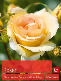 New Waschbär Rosen. Die schönsten Sorten und ihre Pflege.