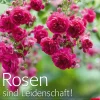Clearance Waschbär Rosen sind Leidenschaft! Die Geheimnisse echter Rosenkenner.
