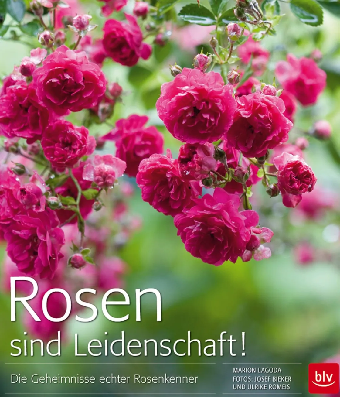 Clearance Waschbär Rosen sind Leidenschaft! Die Geheimnisse echter Rosenkenner.