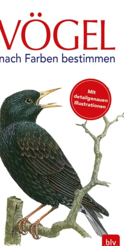 Discount Waschbär Vögel nach Farben bestimmen.