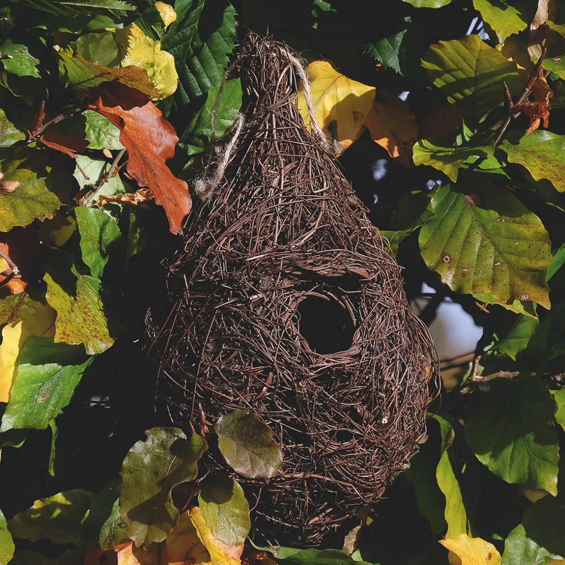 Outlet Waschbär Vogelnest für kleine Vögel.