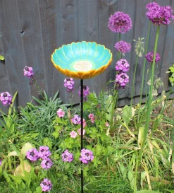 Discount Waschbär Vogeltränke »Afrikanisches Gänseblümchen«.