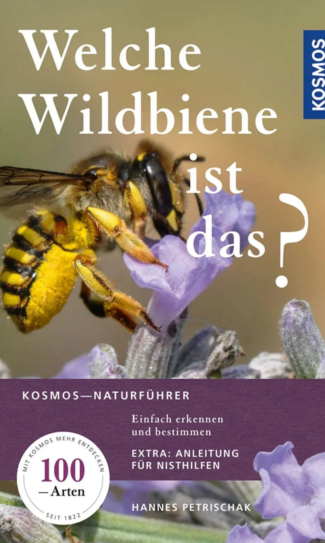 Best Waschbär Welche Wildbiene ist das? Einfach erkennen und bestimmen.