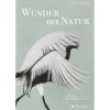 New Waschbär Wunder der Natur.
